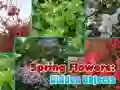 Spring Flowers: Hidden Objects Spring Flowers: Hidden Objects