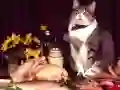 Funny Cats Puzzle Funny Cats Puzzle