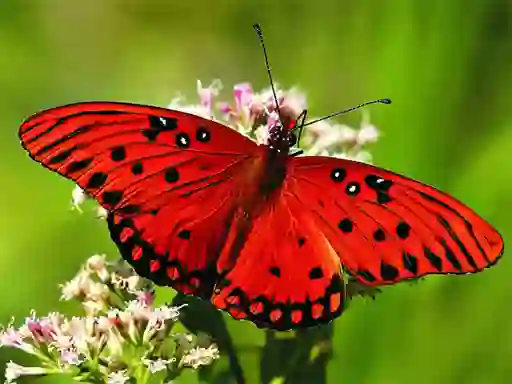 Nature Jigsaw Puzzle Butterfly – ingyenes online játék