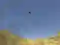 Toucan Shooter Toucan Shooter