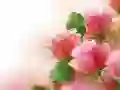 Pink Roses Pink Roses