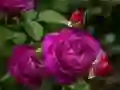 Purple Roses Purple Roses