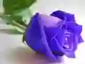 Blue Roses Blue Roses