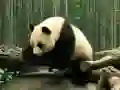 Pandas Puzzle Pandas Puzzle