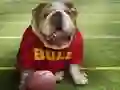 Funny Doggy