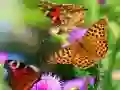Butterfly Slide
