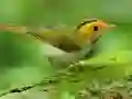 Birds Slide Birds Slide