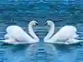 Swans Slide