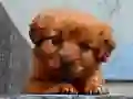 Puppy Puzzle Puppy Puzzle