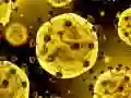 Coronavirus Slide Coronavirus Slide