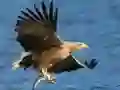 Flying Birds Slide Flying Birds Slide