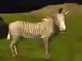 Real Jungle Animals Hunting Real Jungle Animals Hunting