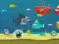 Crazy Shark Crazy Shark