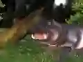 Wild Hippopotamus Hunting