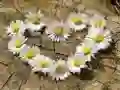 Daisy Heart Jigsaw Daisy Heart Jigsaw