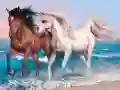 Animals Jigsaw Puzzle Horses Animals Jigsaw Puzzle Horses
