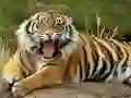 Animals Jigsaw Puzzle Tiger