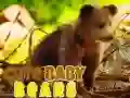 Cute Baby Bears Cute Baby Bears