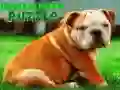 Bulldog Puppy Puzzle Bulldog Puppy Puzzle