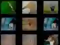 Animal Memory Animal Memory