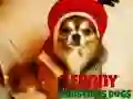 Funny Christmas Dogs