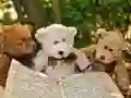 Cuddly Three Teddy Jigsaw Cuddly Three Teddy Jigsaw