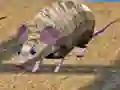 Mouse Race Islands