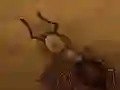 Save the Crumb Save the Crumb
