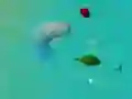 HappySharks.io HappySharks.io