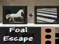 Foal Escape Foal Escape