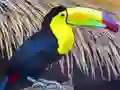 Toucan Bird Jigsaw Toucan Bird Jigsaw