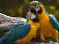 Parrot Jigsaw Parrot Jigsaw