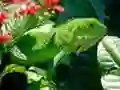 Wild Iguana Wild Iguana