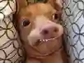 What meme dog are you ? What meme dog are you ?