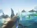 Shark Ships