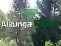 Return To Alsunga Forest Return To Alsunga Forest
