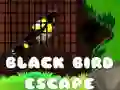 Black Bird Escape Black Bird Escape