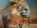 Lion King Jigsaw Puzzle Lion King Jigsaw Puzzle