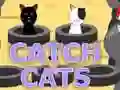 Catch Cats Catch Cats