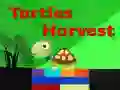 Turtles Harvest
