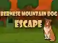 Bernese Mountain Dog Escape Bernese Mountain Dog Escape