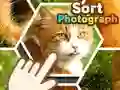 Sort Photograph Sort Photograph
