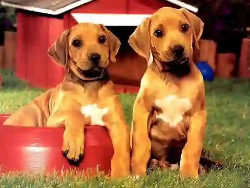 Puppy Pairs Puzzle — free online game