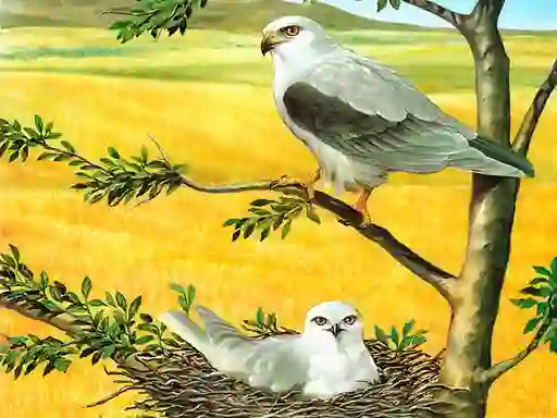 Birds Of Prey Puzzle — free online game