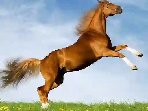 Horse Slide — free online game