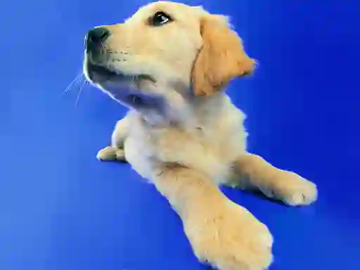 游戏Funny Cats And Dogs Jigsaw Puzzle在线
