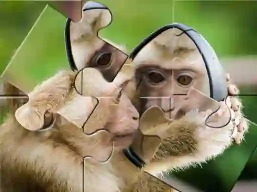 Chimpanzee Jigsaw — free online game