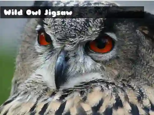 Wild owl Jigsaw — free online game