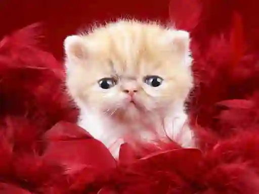 Funny Kitty — free online game