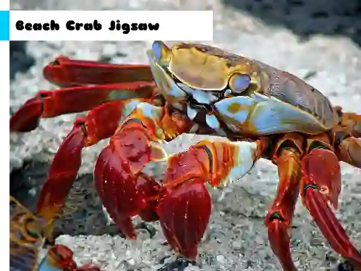 Beach Crab Jigsaw — free online game